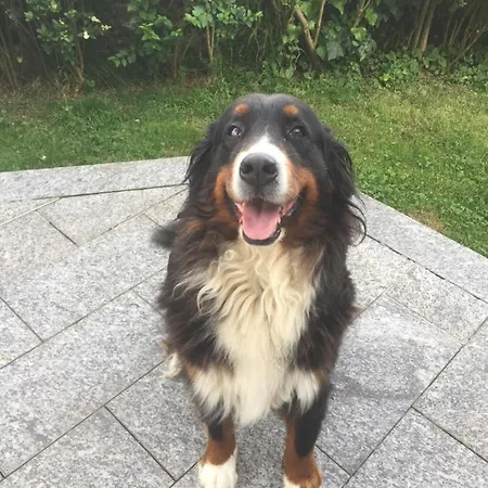 Panzió Il Tempo Del Sogno Con Cani E Gatti Pet&breakfast 3*