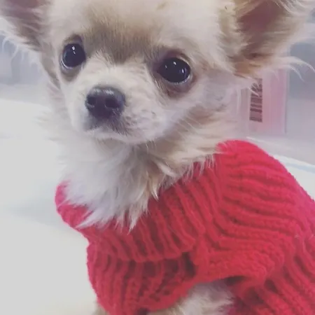 Bed and breakfast Il Tempo Del Sogno Con Cani E Gatti Pet&breakfast